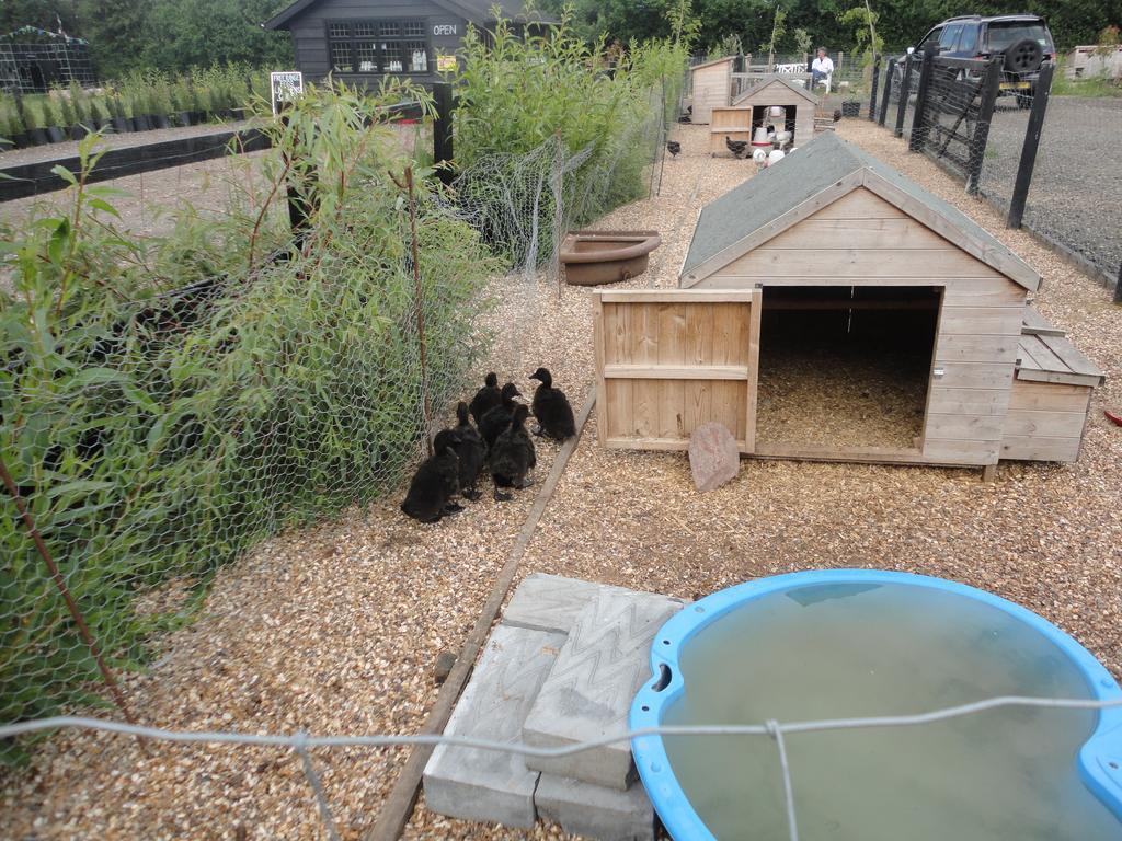 Willow Court Farm Studio East & Petting Farm, 8 Mins To Legoland & Windsor, 15 Mins To Lapland Uk Exteriér fotografie