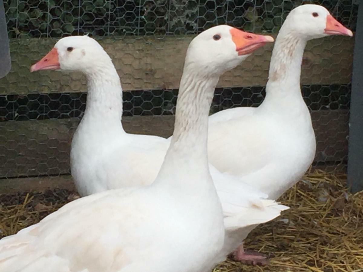 Willow Court Farm Studio East & Petting Farm, 8 Mins To Legoland & Windsor, 15 Mins To Lapland Uk Exteriér fotografie
