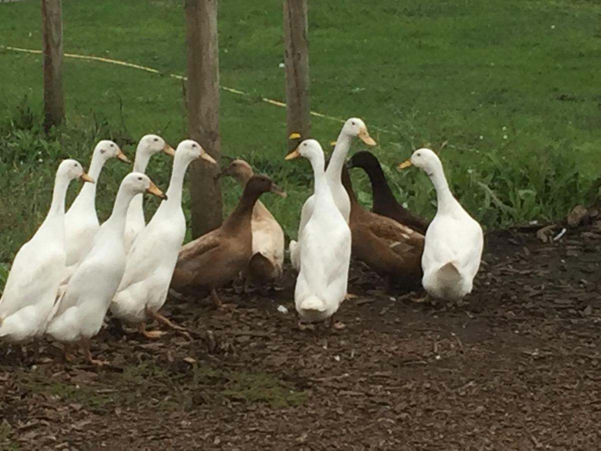Willow Court Farm Studio East & Petting Farm, 8 Mins To Legoland & Windsor, 15 Mins To Lapland Uk Exteriér fotografie