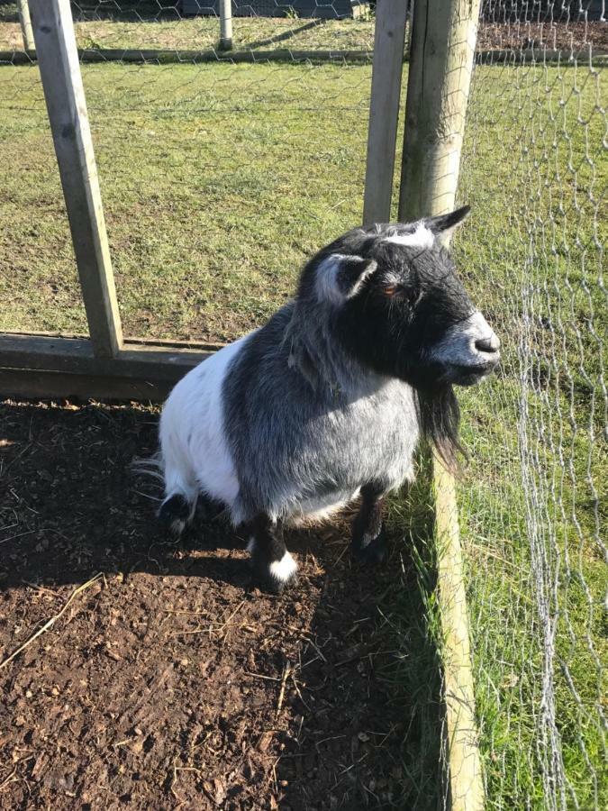 Willow Court Farm Studio East & Petting Farm, 8 Mins To Legoland & Windsor, 15 Mins To Lapland Uk Exteriér fotografie